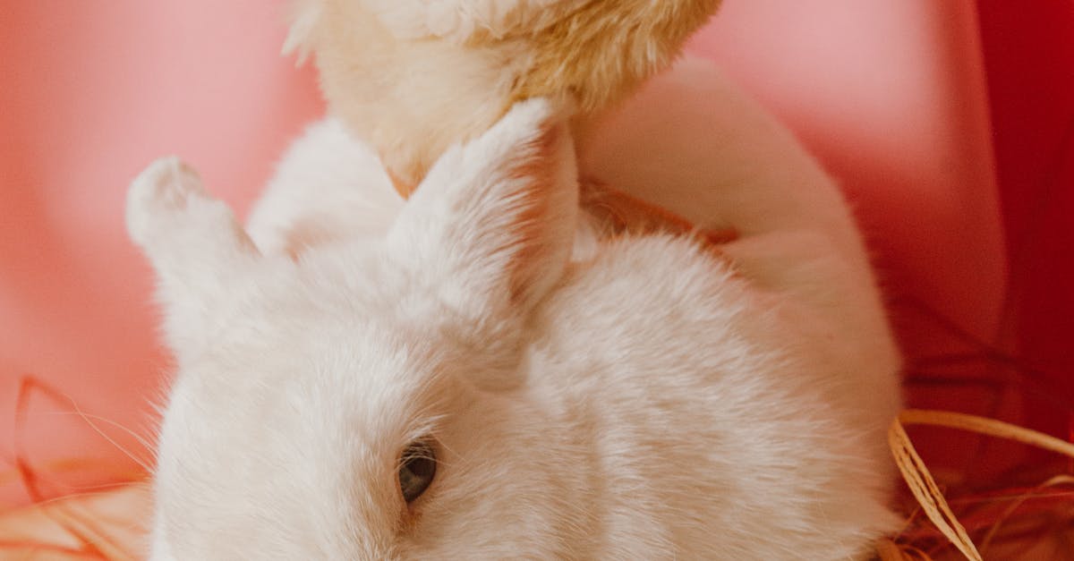 A Bunny And Chick Beside Colored Eggs 