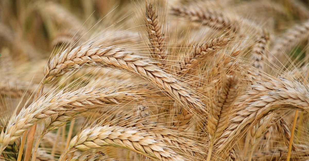 Close-up of Wheat