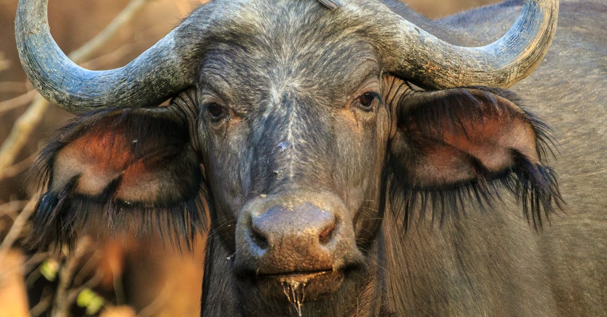 Close-Up Photography of Buffalo