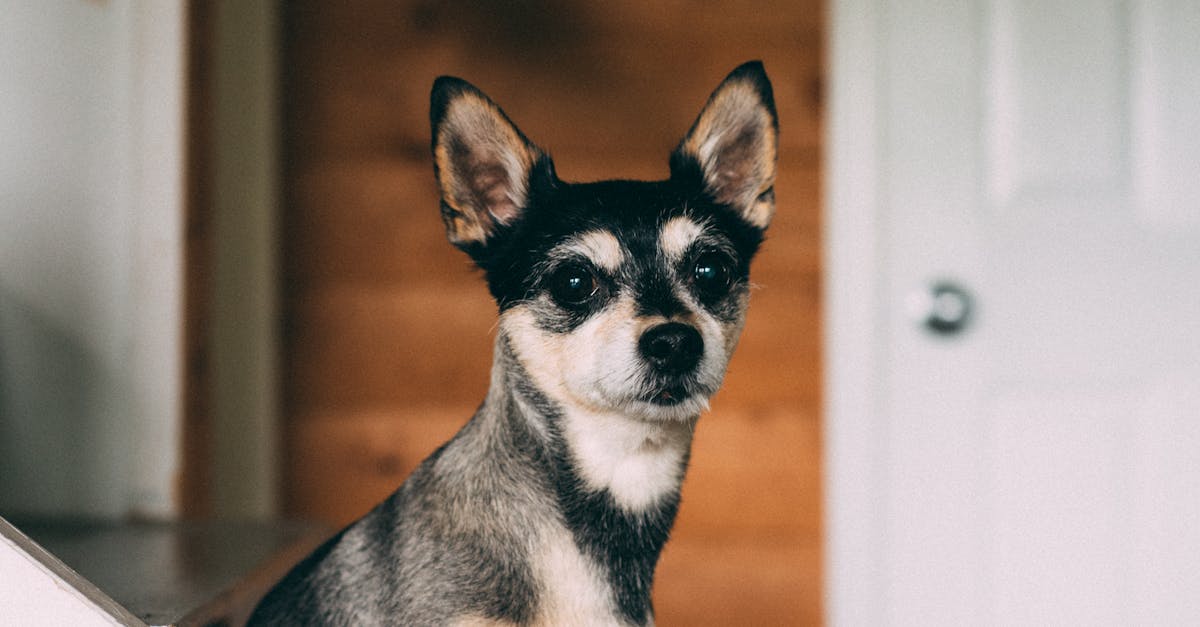 Chihuahua Sitting on Staircase