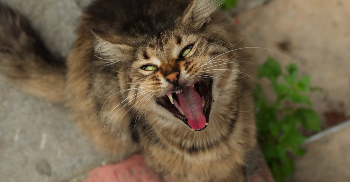 A cat is yawning