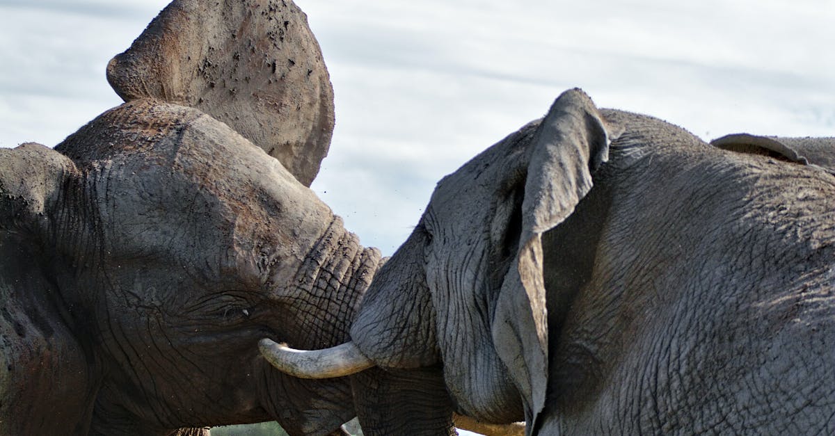 Fierce battle of massive elephants measuring strength on summer day in national park against cloudy sky during fight with tusks