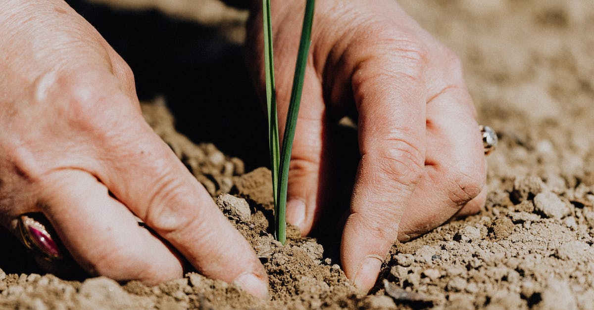 Crop faceless woman planting seedling into soil