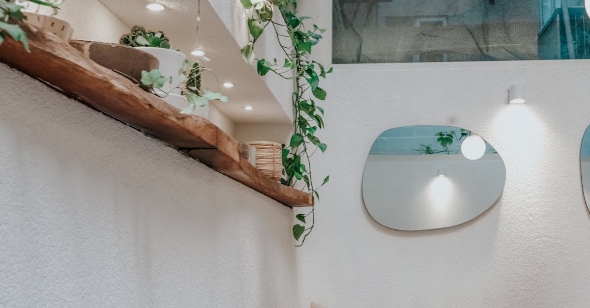 Green Plant on a Shelf in a Living Room 